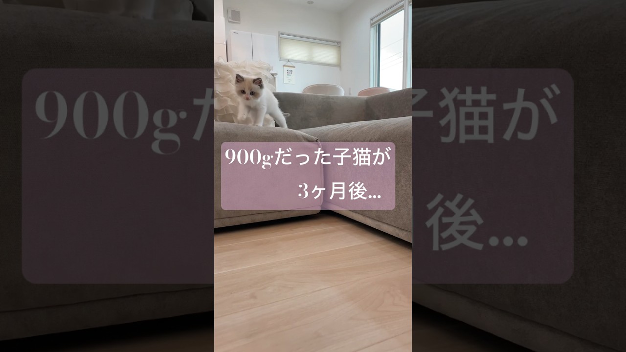 大成長😻900gだったラグドール子猫が3ヶ月後こんなに大きくなりました😆✨