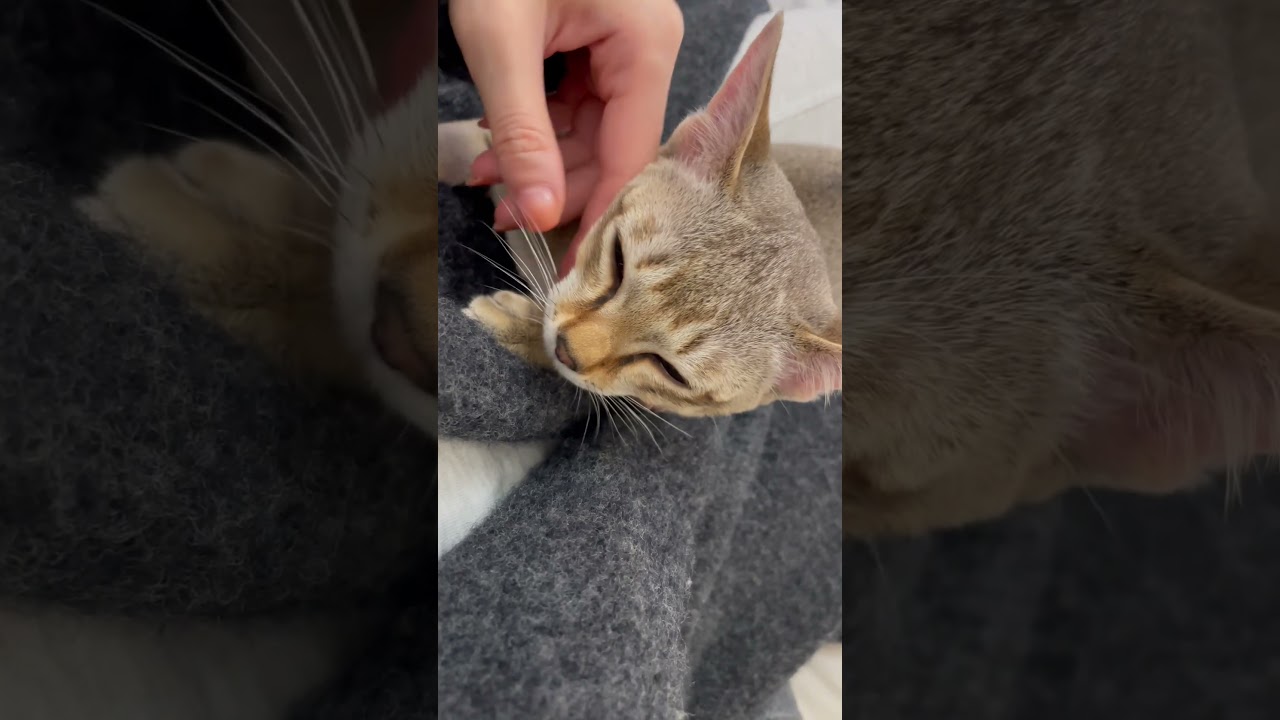 【シンガプーラ】さわさわ　#shorts #猫 #シンガプーラ