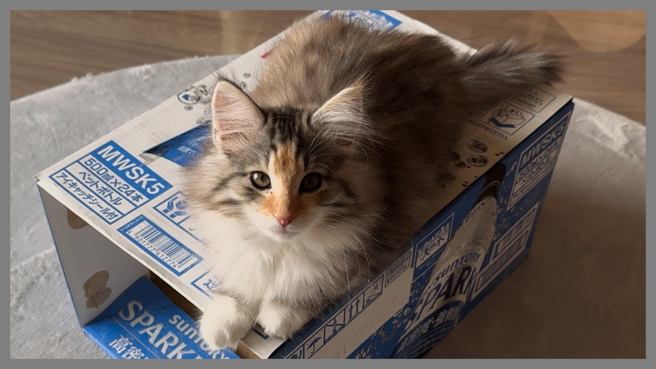 『ノルウェージャンフォレストキャット』馴染みすぎて 人間みたい