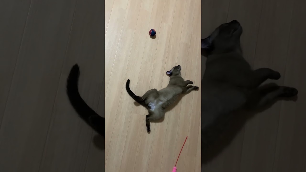 猫やめたんかお前 #バーミーズ #バナージ #猫 #cat #ユニコーン