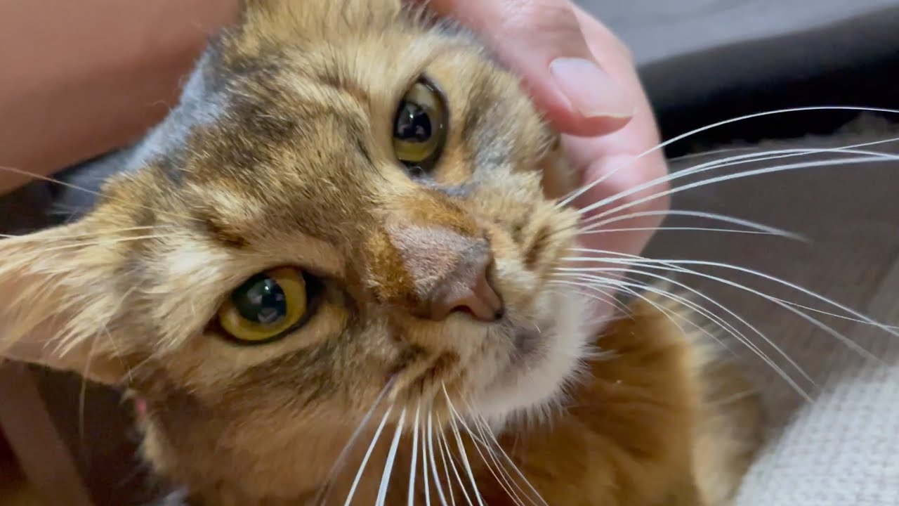 愛猫に異変？！病院に連れて行きました【ソマリ】