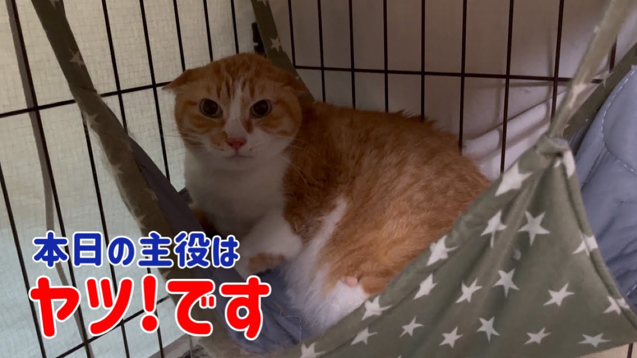 【日曜日なじゅDay】油断したヤツ！逃げ遅れて捕まる