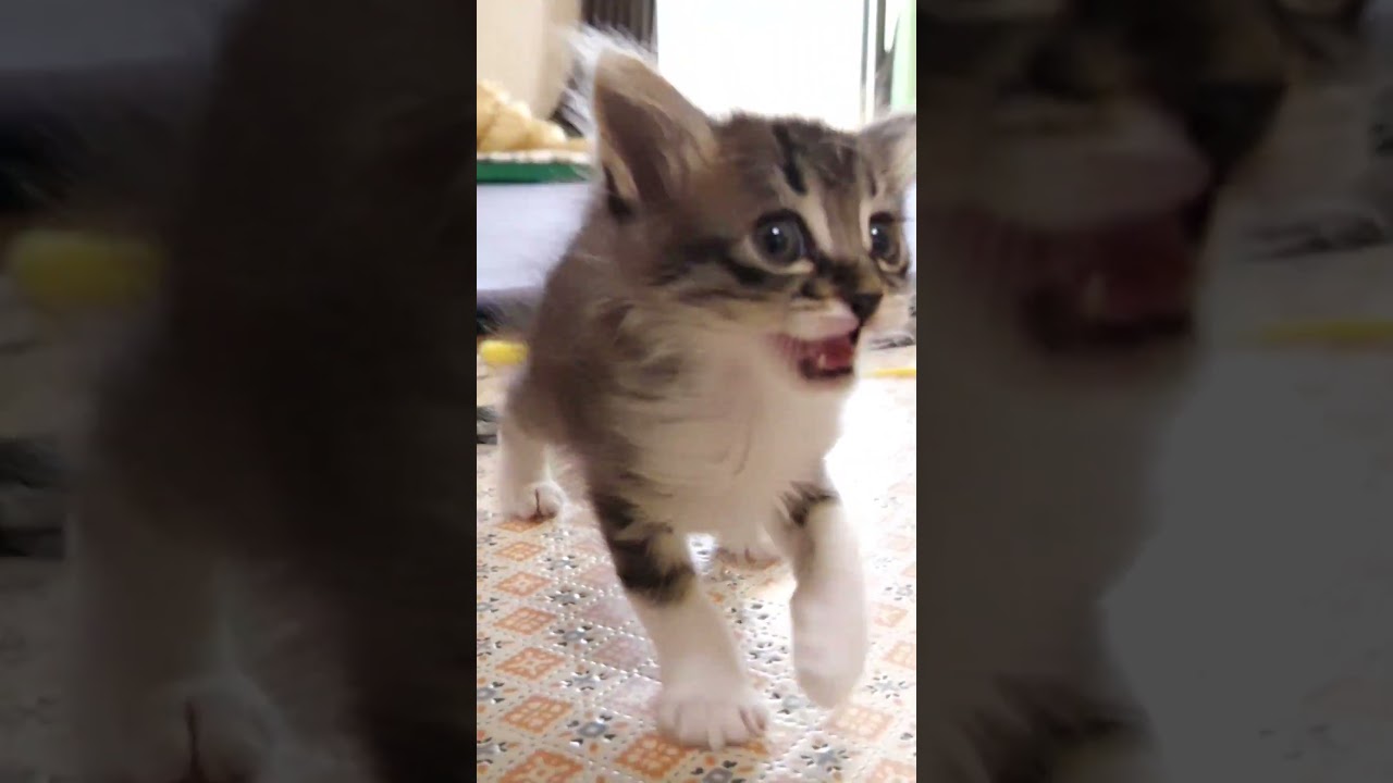 ミルクの匂いに気づいた子猫が、かわいい鳴き声でママの後ろをソワソワする【赤ちゃん猫　保護猫】