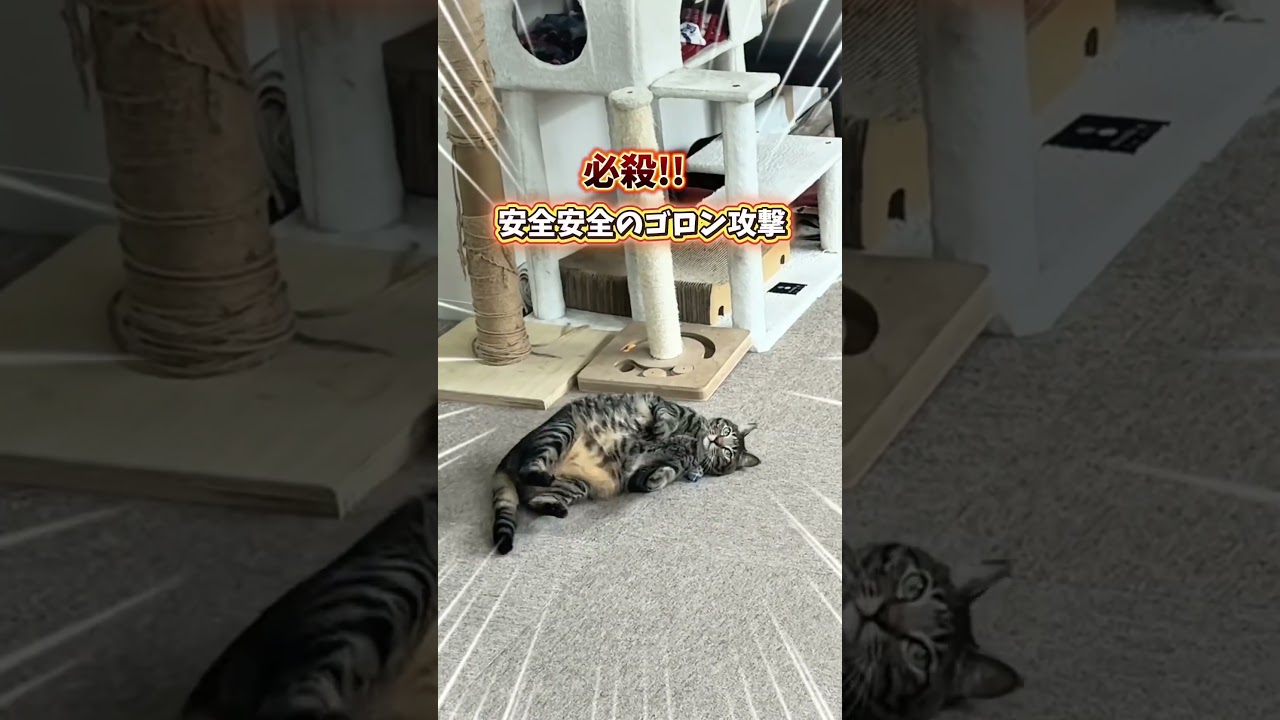 にいにいの日常④。