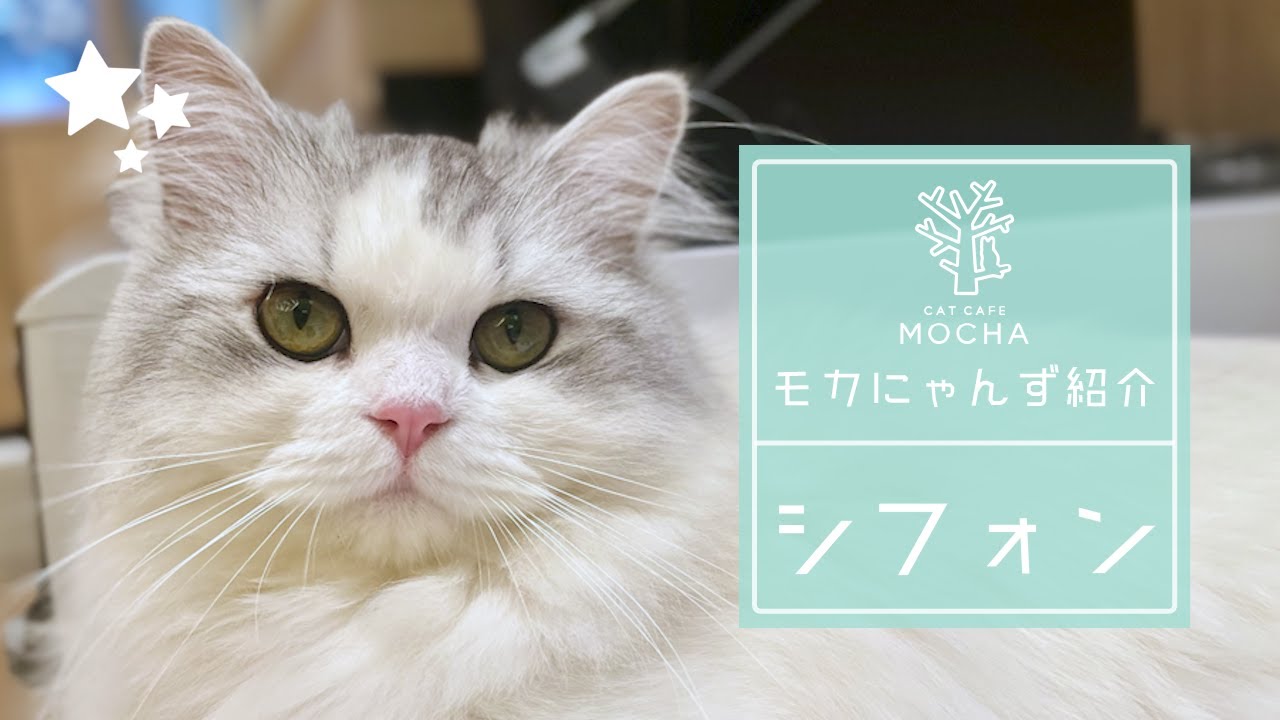 シフォン（ラガマフィン♂）名古屋則武新町店