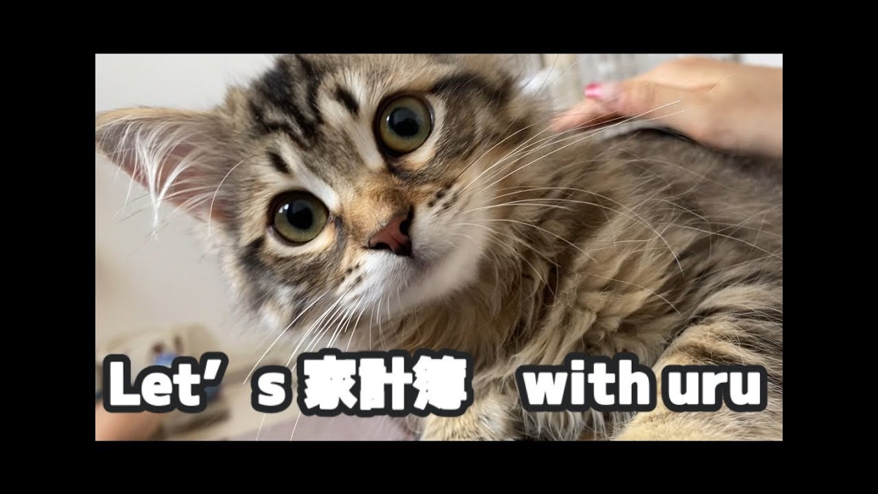 気まぐれ子猫に癒されながら、今日は家計簿タイム。Cat Walks In, You Keep Working: Calm BGM with a Furry Guest