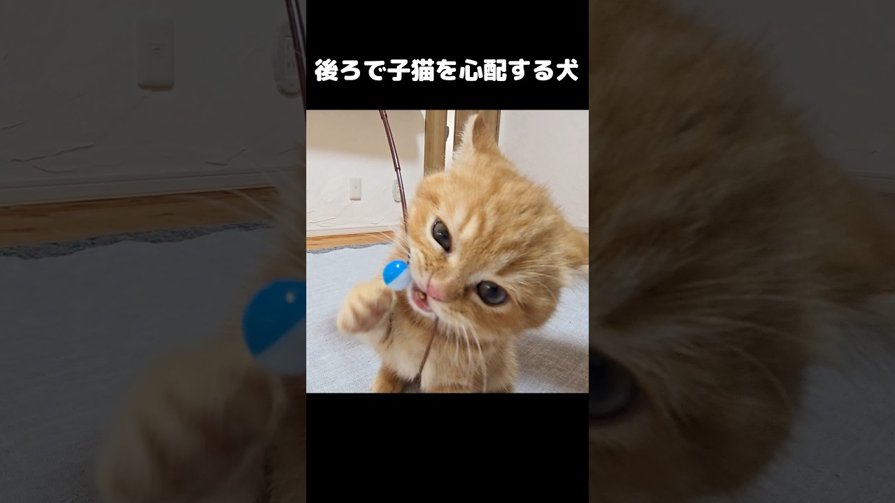 子猫が...笑#shorts