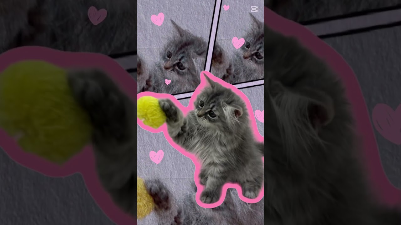 #ノルウェージャンフォレストキャット #マルワン相模大塚　#大和市　#子猫　#子猫販売　#ペットショップ