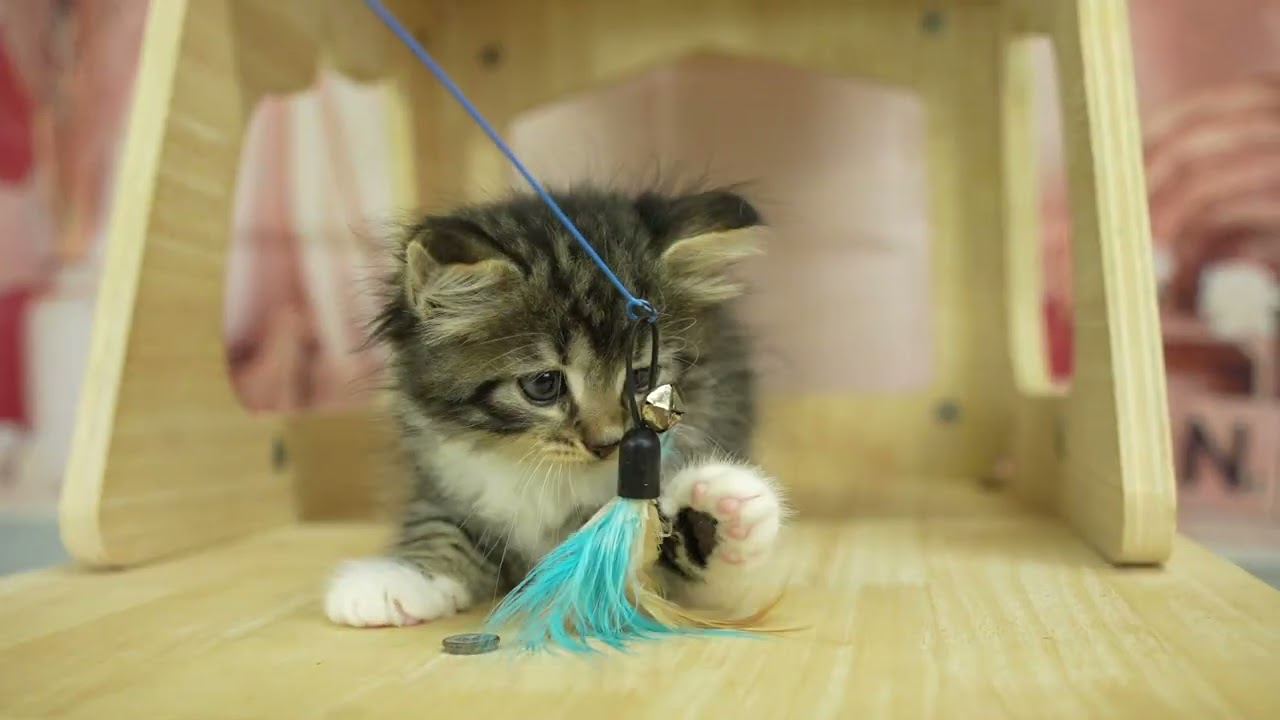 ノルウェージャンフォレストキャット 当日見学申し込みOK！🐱✨