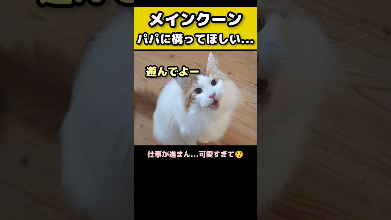 メインクーンの可愛い鳴き声 #猫のいる暮らし #猫 #メインクーン #cat #mainecoon #catlover​  #catshorts​ #cute​ #cutecat​ #fyp​