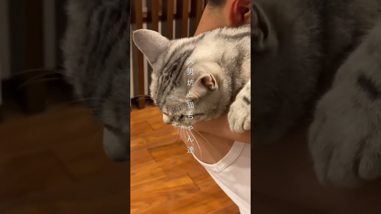 みんな成長してきました😸 #アメショ #保護猫 #三毛猫 #cat #アメリカンショートヘア