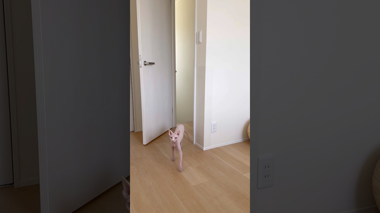 何かを話しながら駆け回る毛のない猫【スフィンクス】