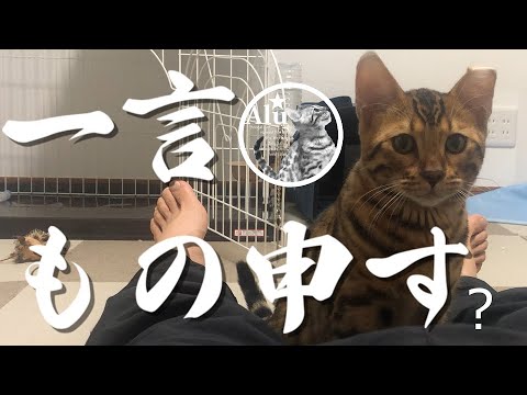 【ベンガル猫】何か言いたいのかもしれない猫