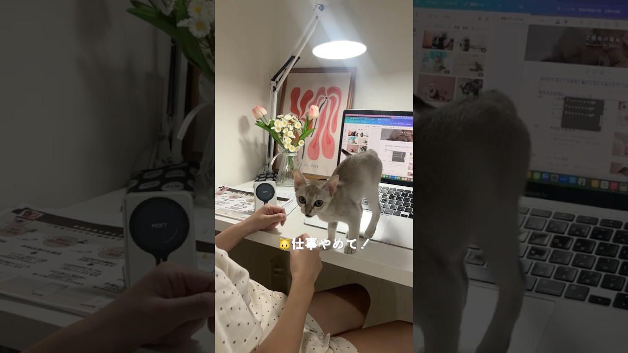 仕事の邪魔してくる子猫が可愛すぎる#シンガプーラ #子ネコ #猫のいる暮らし #好きな子猫