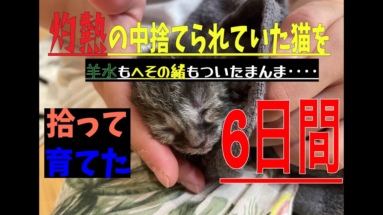 羊水も臍の緒もついたまんまの子猫を拾って育てる六日間の動画　#猫　#捨て猫　#猫のいる暮らし #cat #保護猫　#子猫　#生まれたて