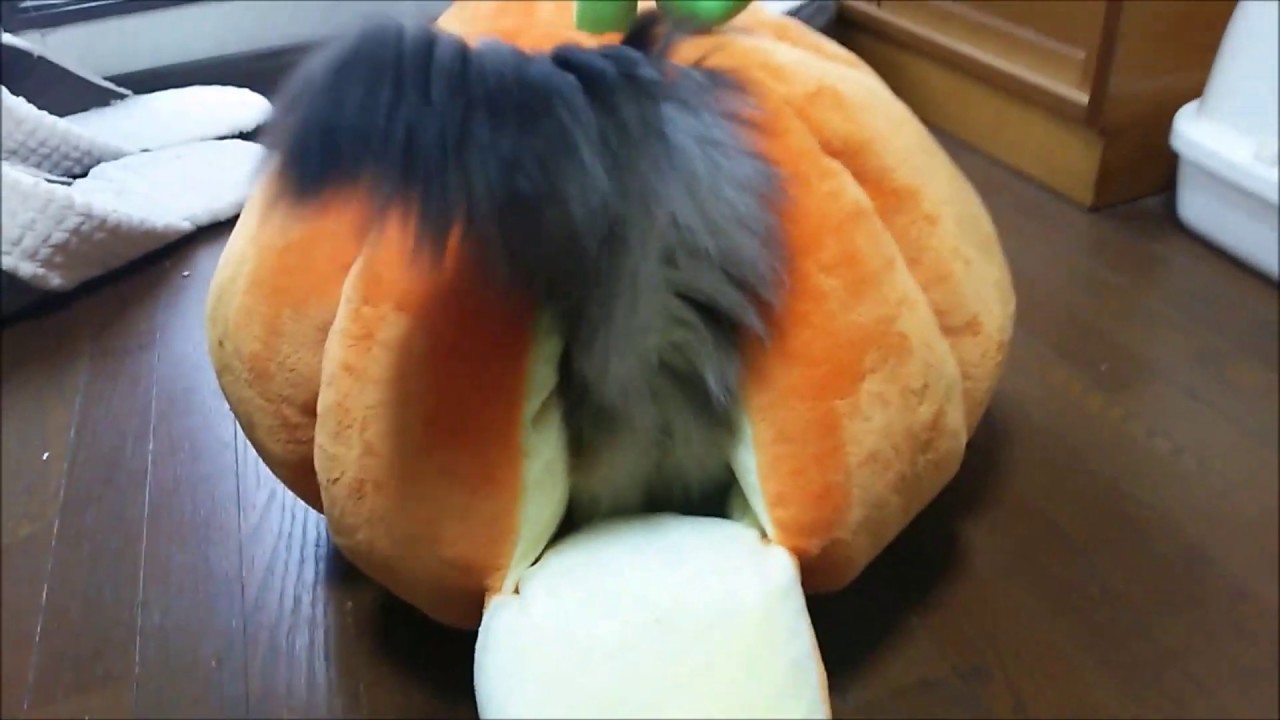 不思議なかぼちゃハウスをUFOかと思ったアメリカンカールとアメショ