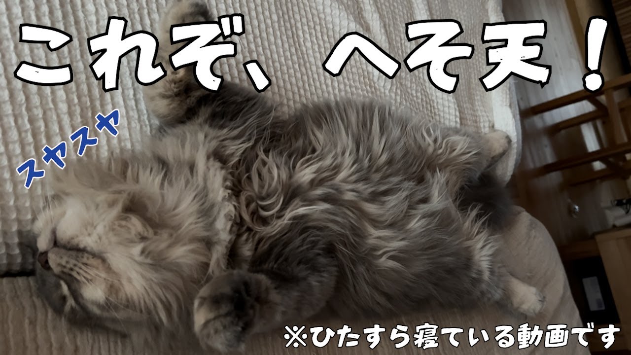これぞ、へそ天！無重力猫🚀【スコティッシュフォールド】