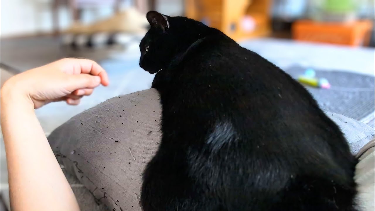 つつかれて「うーん？」が出ちゃたおもちみたいな黒猫