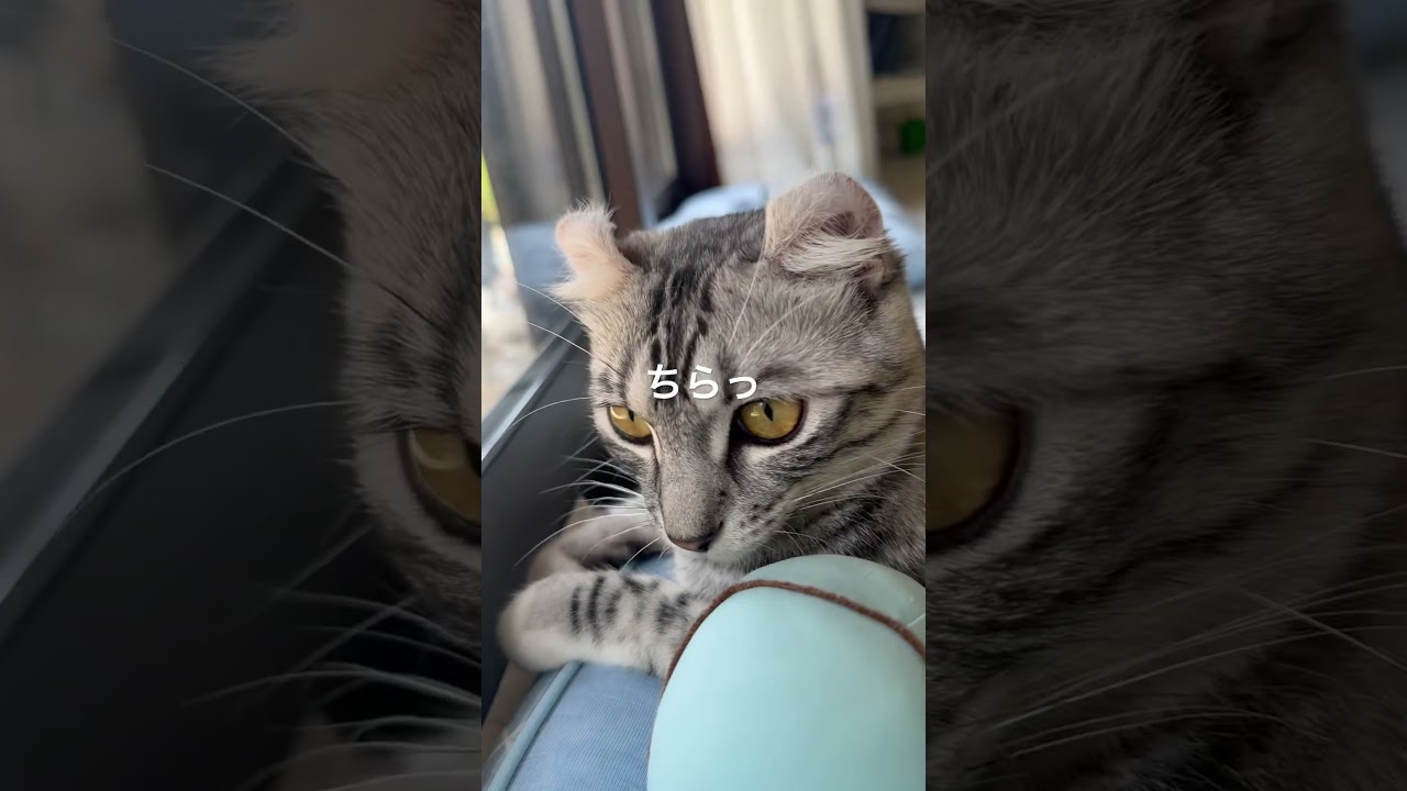 きょろきょろ…みみ！#猫と寝る #cat #アメリカンカール #猫のいる暮らし