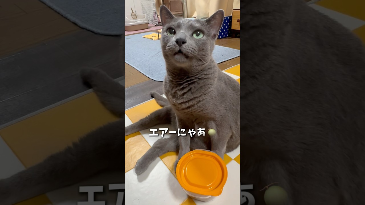 【ロシアンブルー】朝のめろん🍈のルーティーンです🤗【猫】#shorts