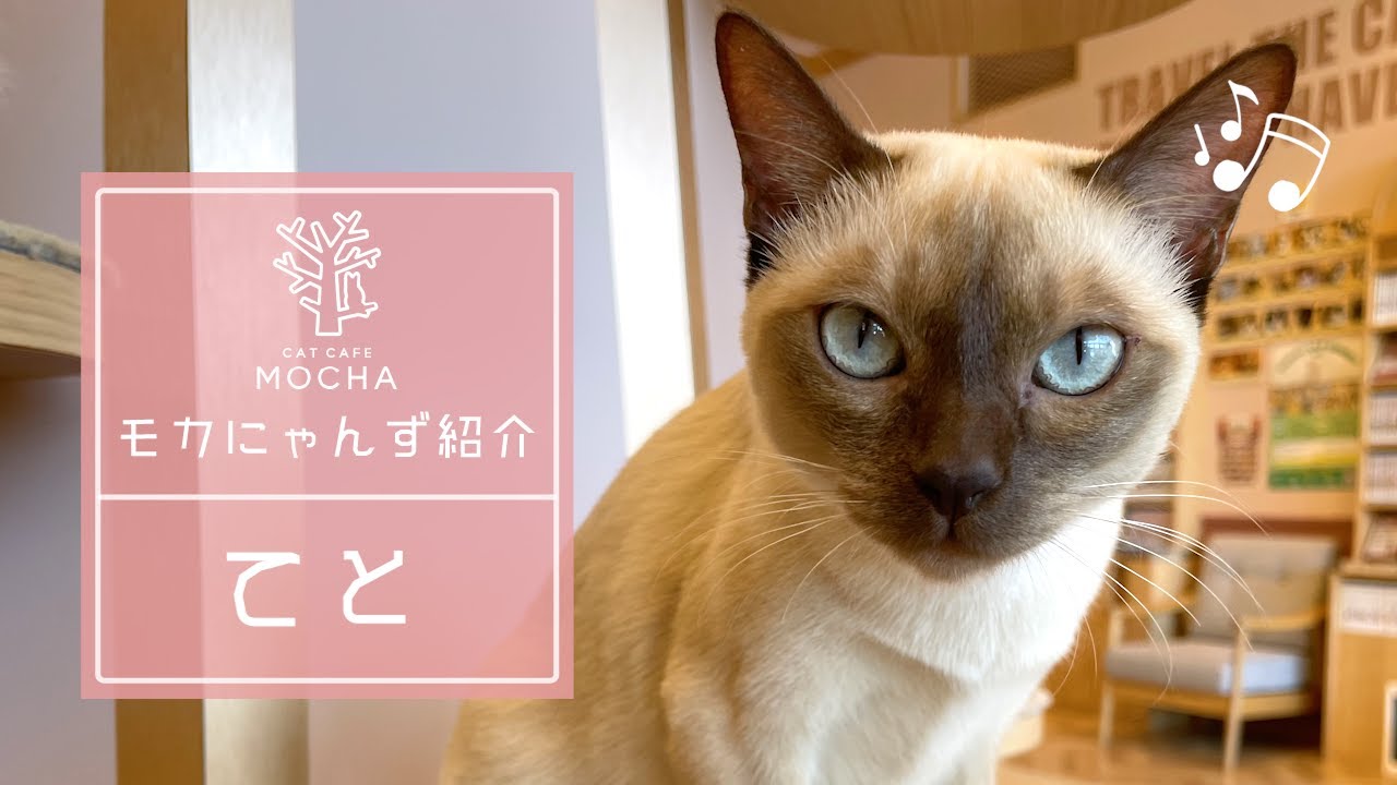 てと（トンキニーズ♀）太田店