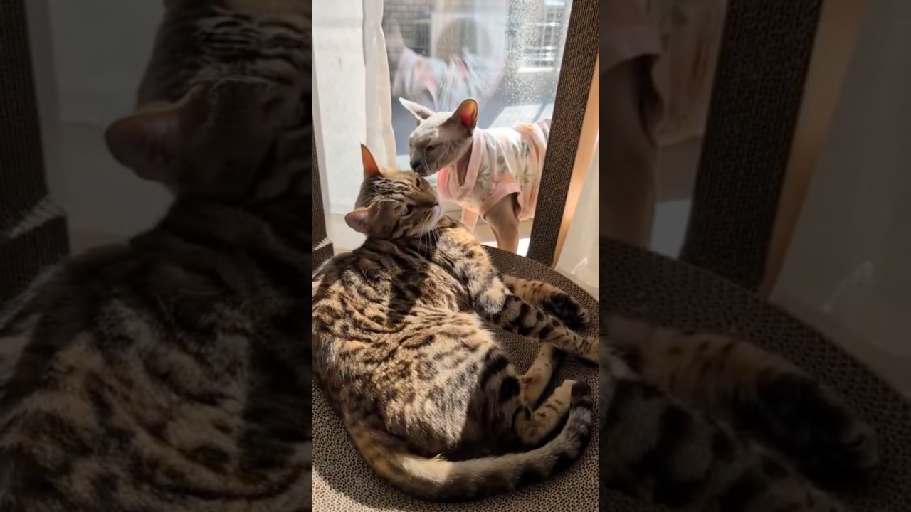 窓際に集まる毛のない猫たち【スフィンクス】
