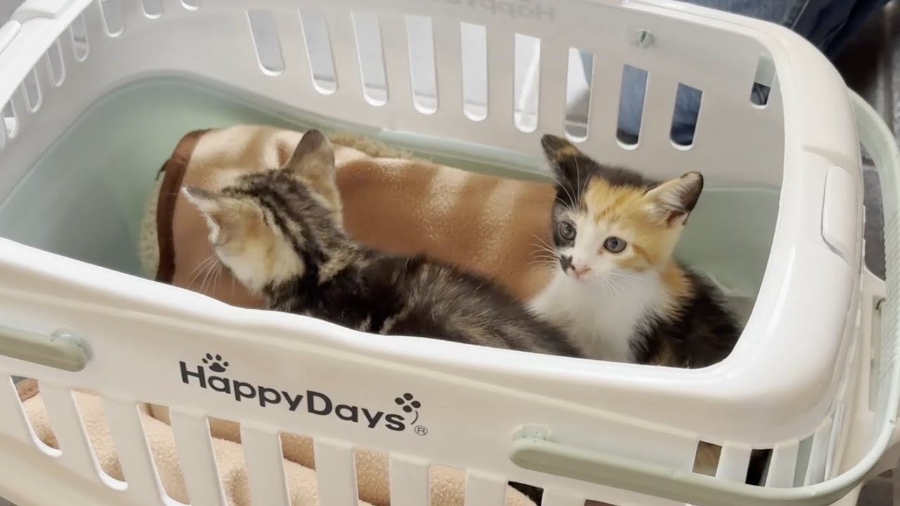 一時保護していた子猫が元気に里親さんのところへいきました