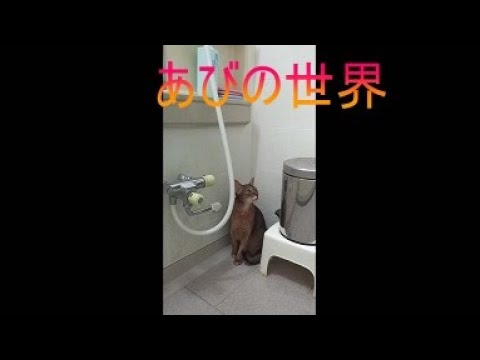 ネコ動画あび＃5022　あびの毎日　アビシニアン　あび