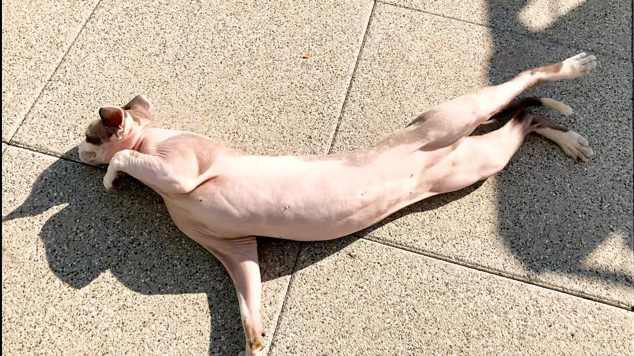 169:地面に身体をスリスリするスフィンクス猫