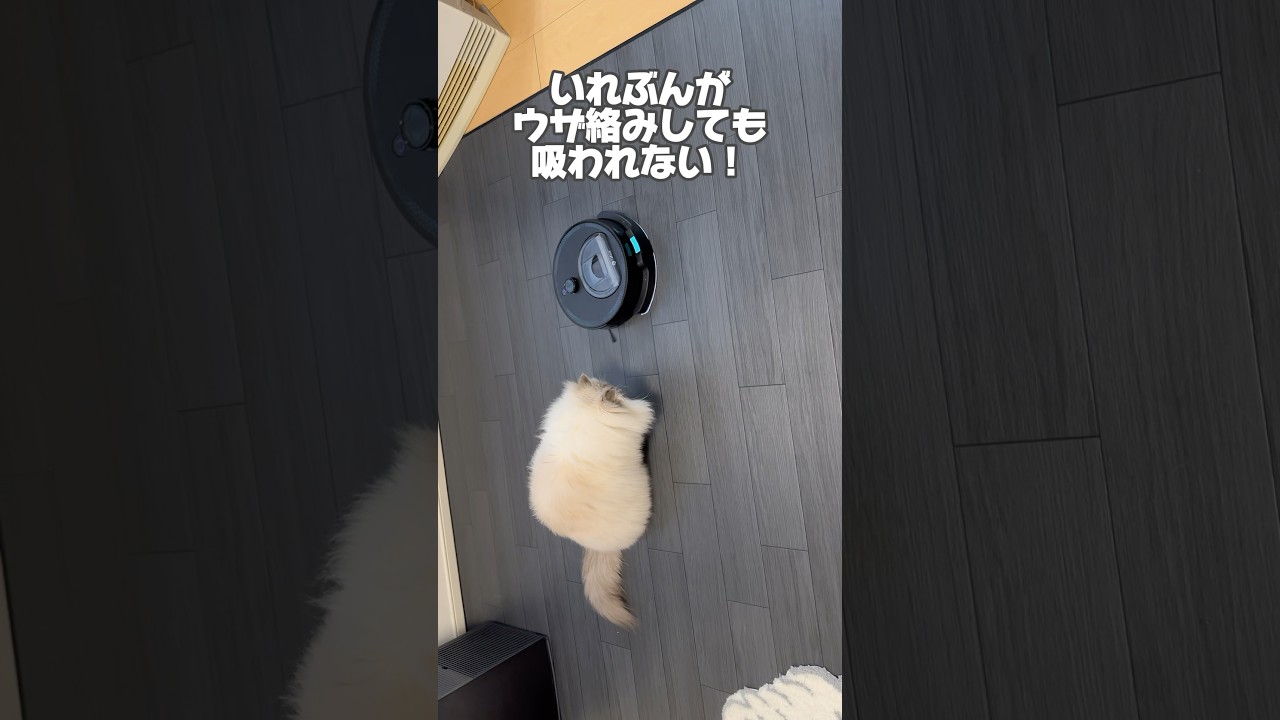 【ペット特化?!】すごいロボット掃除機GETしました！！ #cat #サイベリアン #ネヴァマスカレード #LEFANT #ロボット掃除機#お得 #初回限定 #Amazonセール#スマート家電