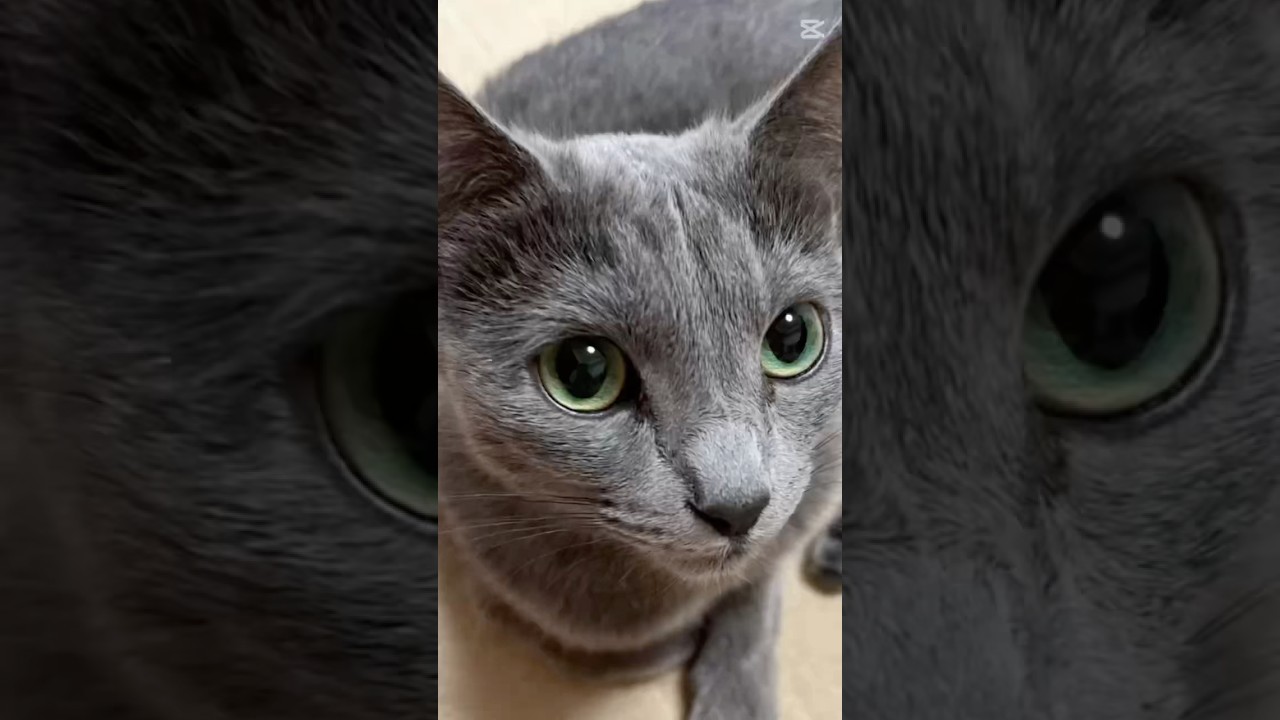 【猫ロシアンブルー】そらちゃんをイイね❤️してね❤️ #shorts #russianblue #ロシアンブルー #かわいい猫 #可愛い猫