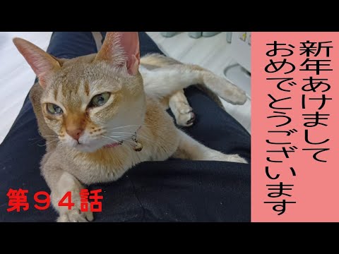 シンガプーラのちるちゃん久しぶりのわが家