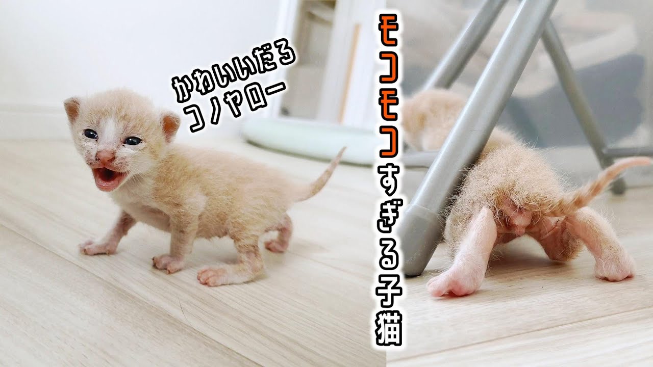 結構汚れてた子猫をシャンプーする前にまずミルクを飲ませます。ちょっとだけシャンプーシーン【保護猫生活2日目】
