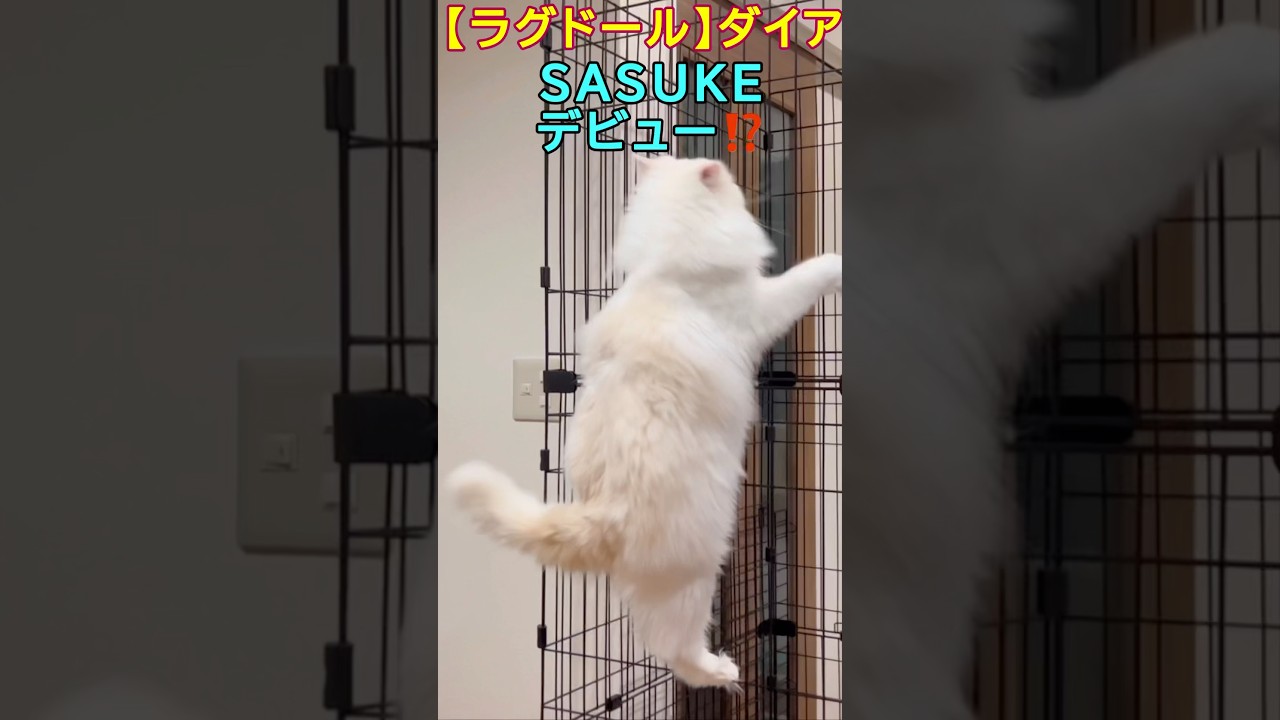 神級な身体能力でSASUKEデビュー⁉️【ラグドール】ダイア