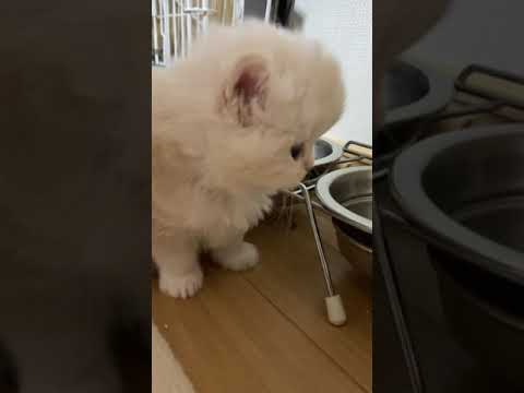 スコティッシュフォールド 優しい毛色の女の子♡ クリーム（ロング）