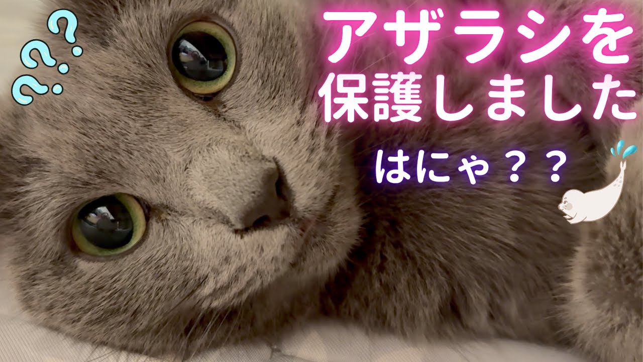 【猫ロシアンブルー】アザラシそらちゃんを保護しました❤️ #russianblue #ロシアンブルー #かわいい猫 #可愛い猫