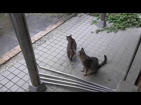 ジャパニーズボブテイル　野良猫仲良し