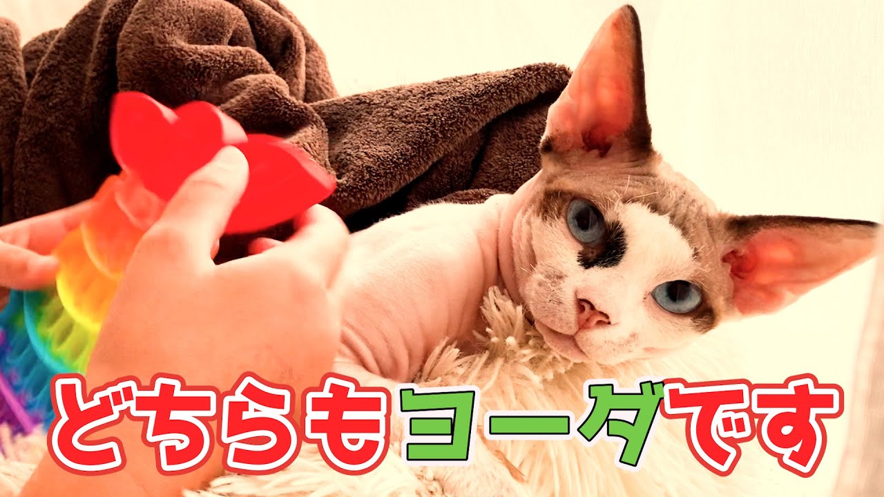 159:子供に動じないスフィンクス猫