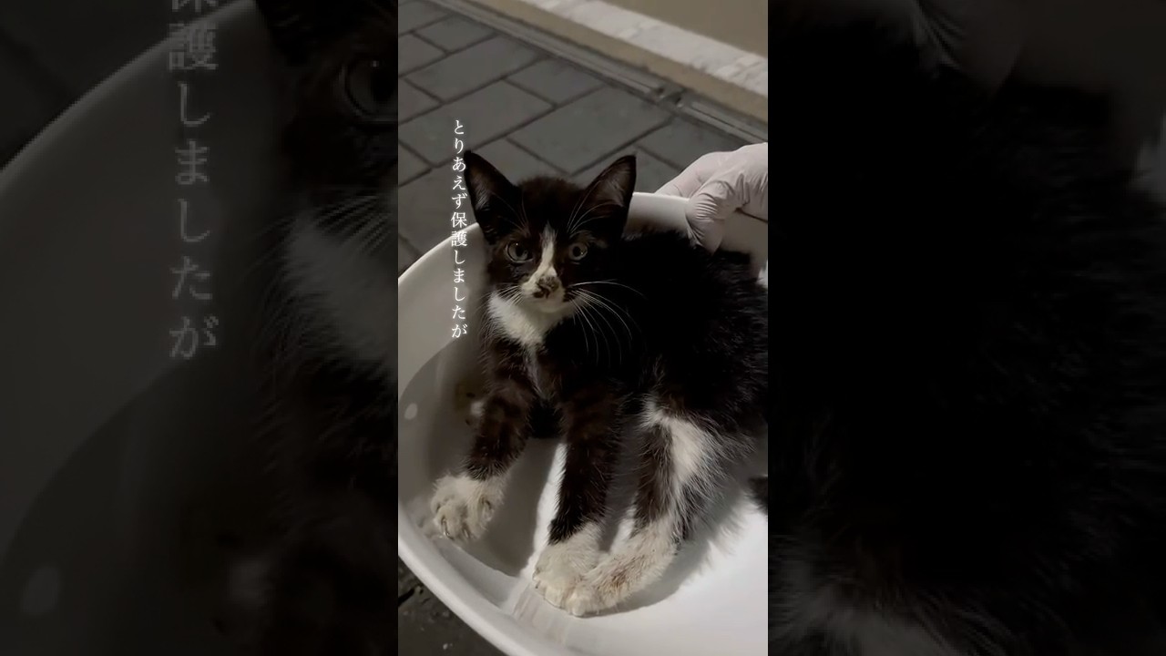 道に倒れていた子猫#保護猫 #保護子猫#捨て猫 #捨て子猫