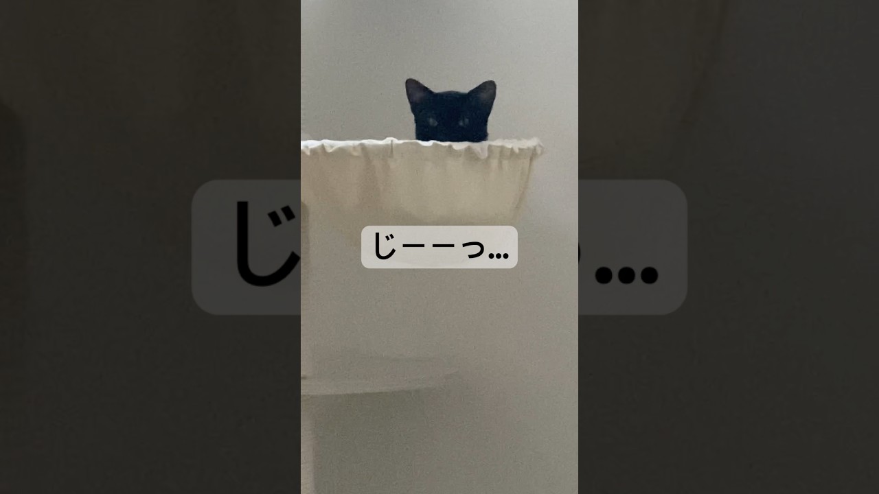 監視する子猫　#黒猫 #ボンベイ #cat #bombay #好きな子猫 #猫のいる暮らし #猫のいる生活 #ねこ #猫