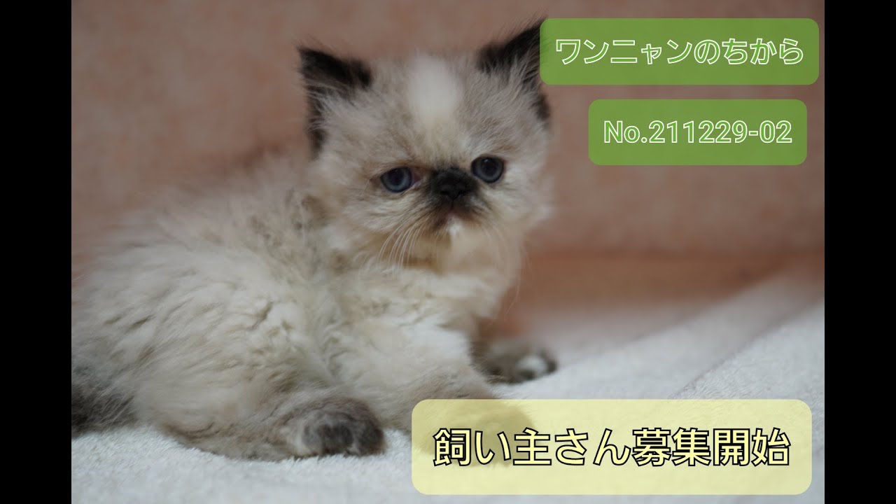 【子猫紹介】No.211229-02 ヒマラヤンの女の子