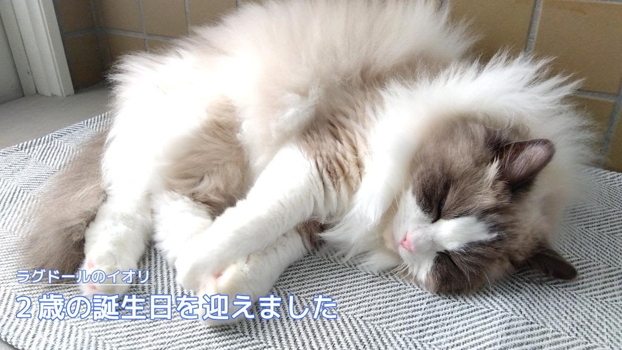 【ラグドール】2歳の誕生日を迎えました
