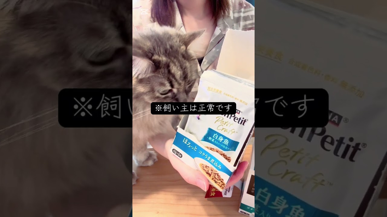 猫のための開封動画。飼い主は正常です。 #マンチカン #cat #保護猫 #サイベリアン #開封動画