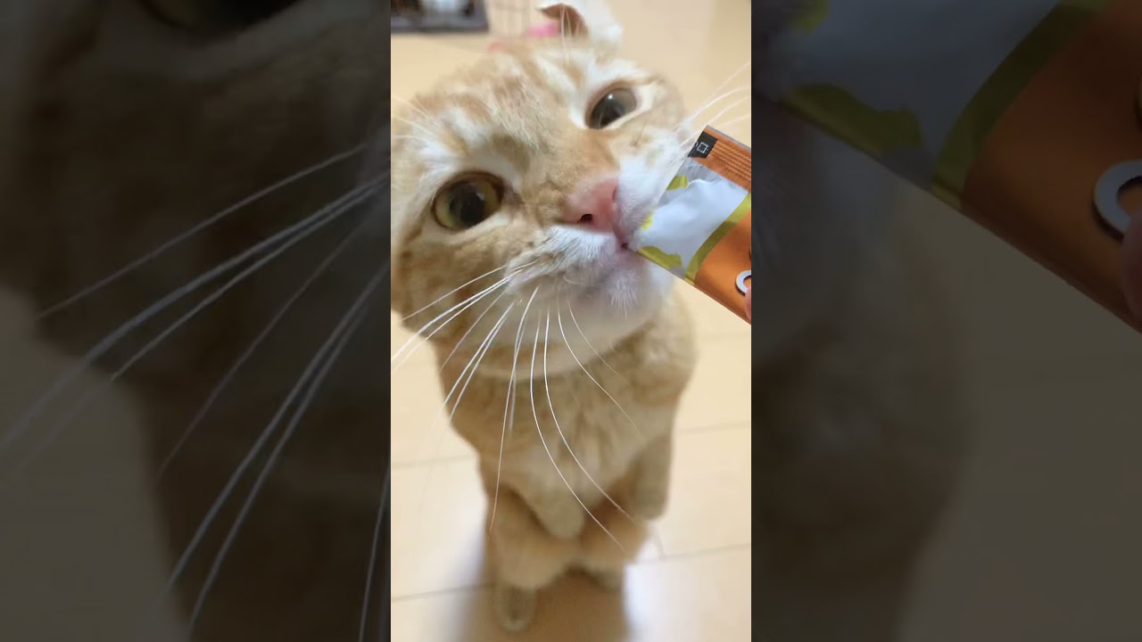 チュール欲しくて後ろ足で立っちゃうタビー　#猫　#アメリカンカール　#shorts