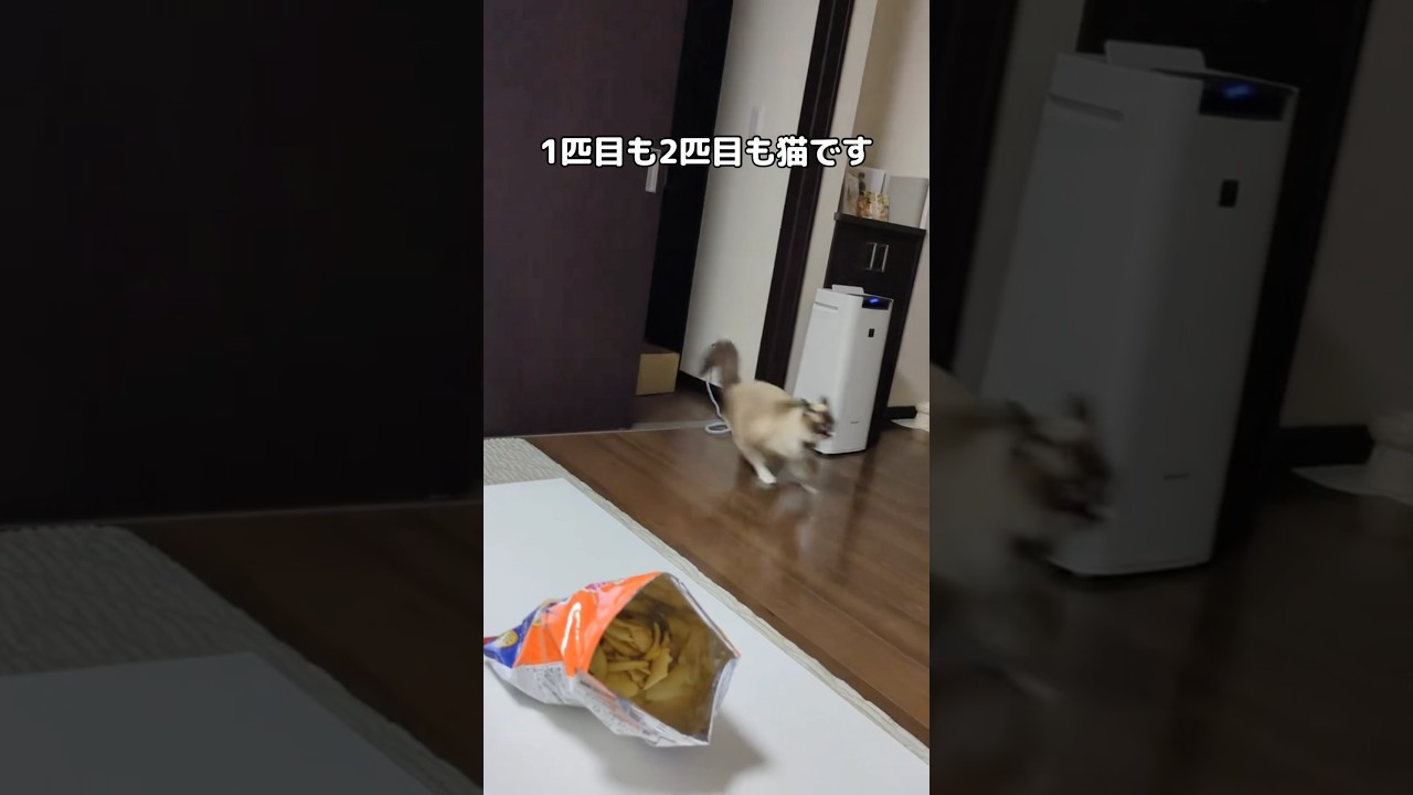 1匹目は先住猫のラグドール #ラグドール #先住猫 #shorts