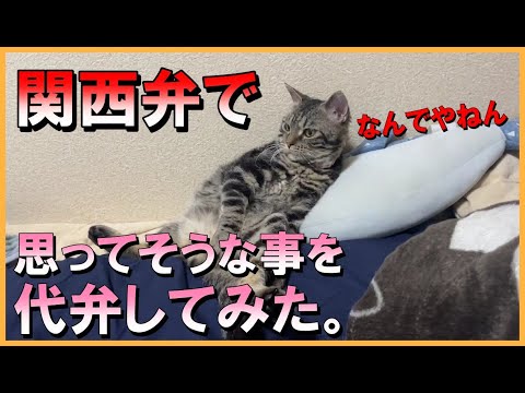猫の思ってそうな事を関西弁で代弁してみたｗｗ
