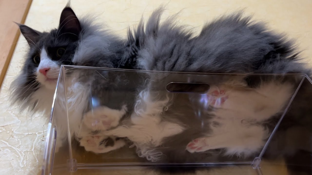 【癒し✨】透明ケースの下から覗いてみたwwwノルウェージャンフォレストキャットとターキッシュアンゴラ♡