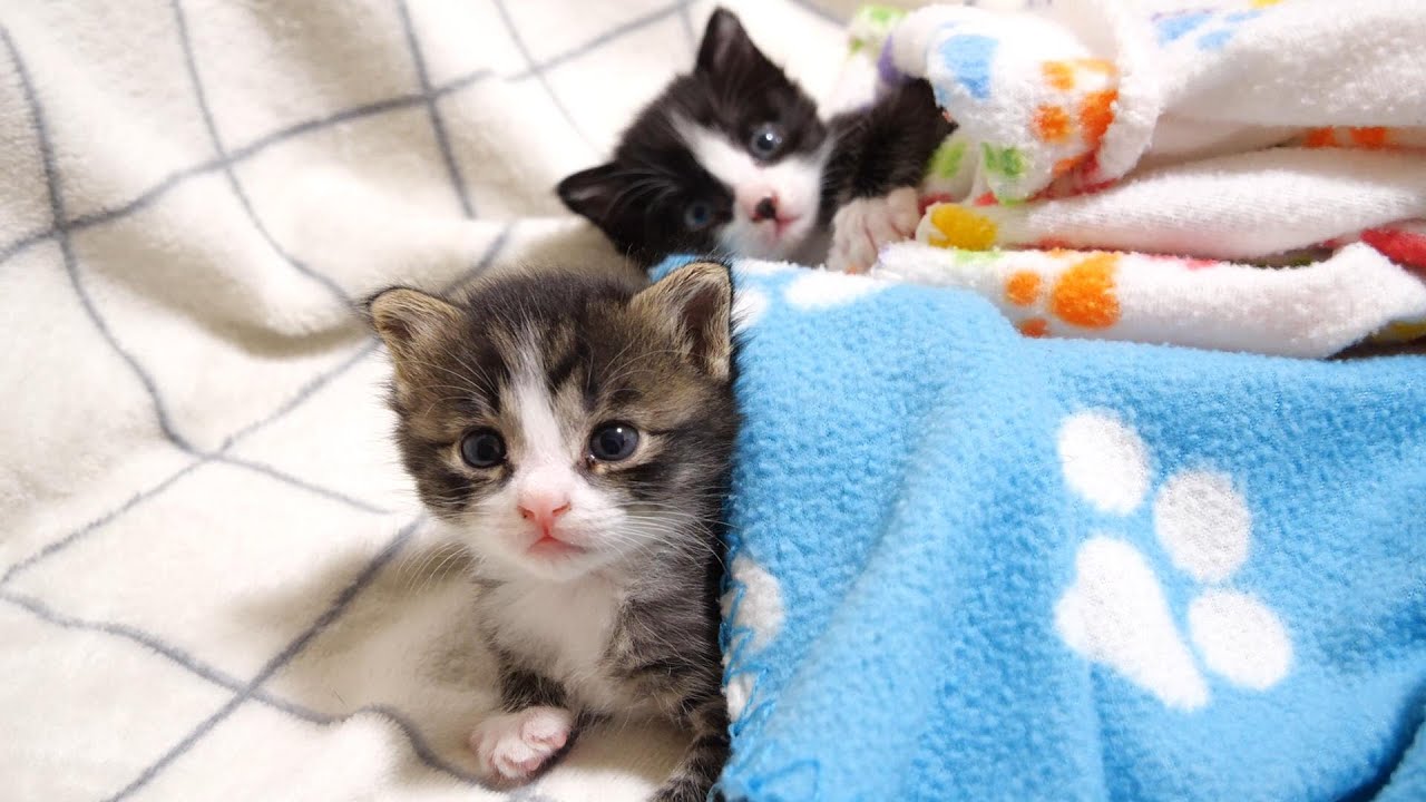 お腹いっぱいの子猫が抱っこ抱っことおじさんに甘えてくる【赤ちゃん猫　保護猫】
