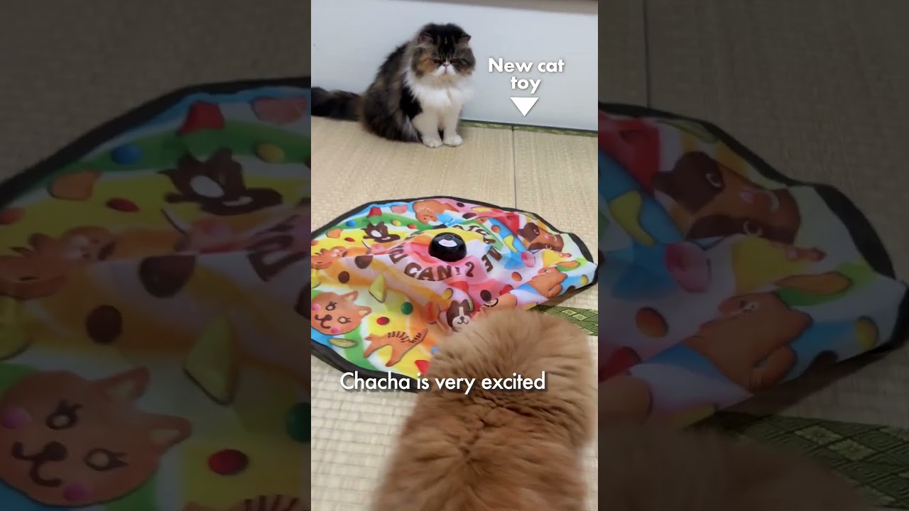 新しい猫のオモチャ／チャチャ大興奮