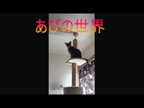 ネコ動画あび＃5025　あびの毎日　アビシニアン　あび